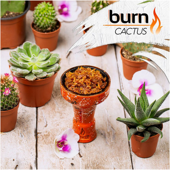 Burn 100g (Cactus) Кактус